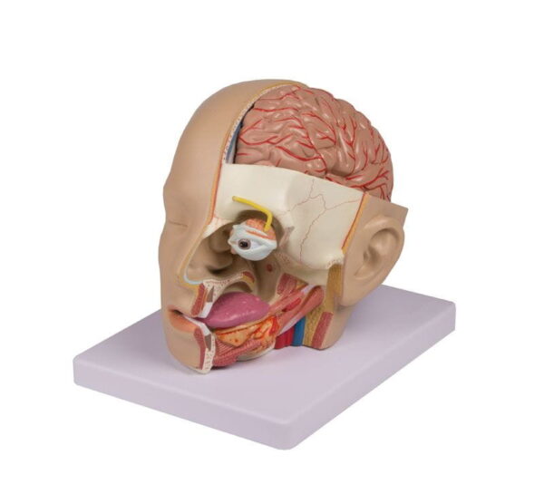 Model anatomiczny ludzkiej głowy