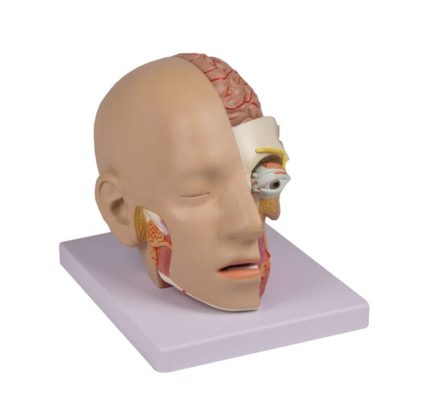 Model anatomiczny ludzkiej głowy - obrazek 2