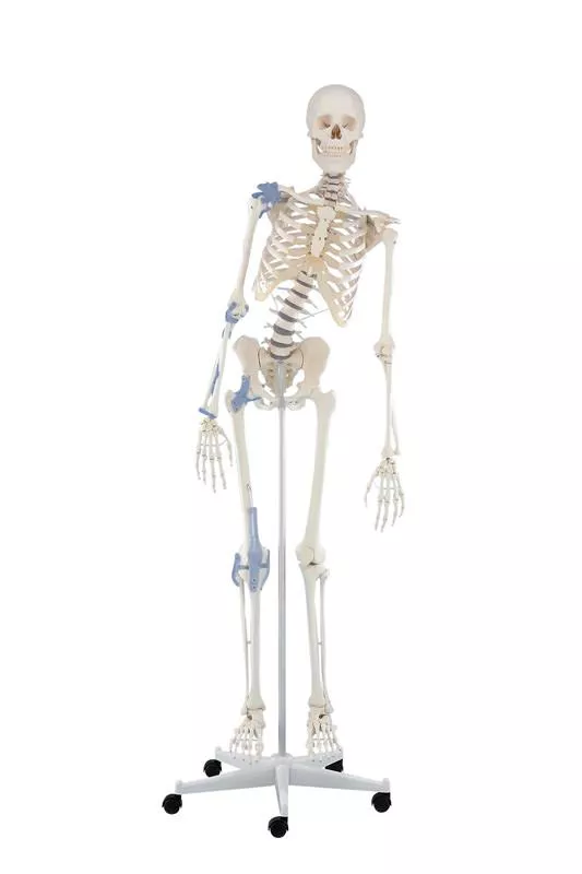 30132 Sendpol24 sklep medyczny i ratowniczy | fantomy apteczki